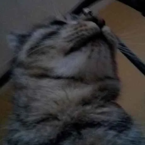 duddino.png